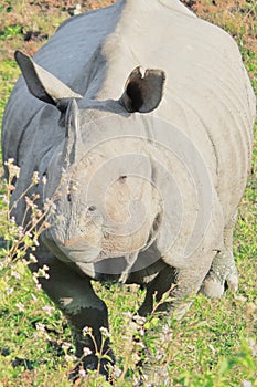 Close up view of endemic and endangered indian one horned rhino or greater one horned rhinoceros rhinoceros unicornis