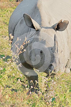 Close up view of endemic and endangered indian one horned rhino or greater one horned rhinoceros rhinoceros unicornis