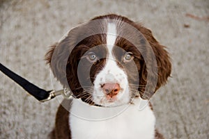 Close Up View of English Springer Spaniel Puppy
