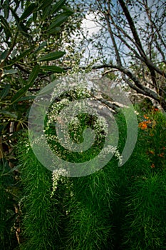 Close-up view of Eupatorium compositifolium plant in the garden