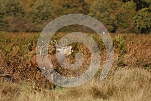 Close-up view of a European fallow deer grunting while standing in the lush