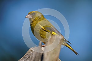 Close-up view of an european greenfinch Chloris chloris with out of focus background