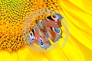 Close up view on a European peacock butterfly on sunflower