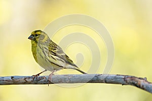 Close-up view of an european serin Serinus serinus with out of focus background