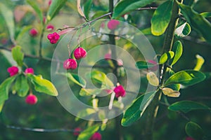 Close up view of European spindle flower. Euonymus europaeus, selective focus