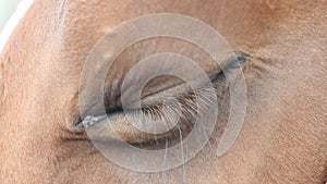 Close up view of the eye of a beautiful brown horse. Equine eye blinking