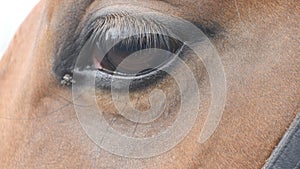 Close up view of the eye of a beautiful brown horse. Equine eye blinking