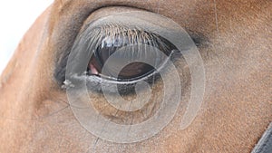 Close up view of the eye of a beautiful brown horse. Equine eye blinking