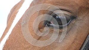 Close up view of the eye of a beautiful brown horse. Equine eye blinking