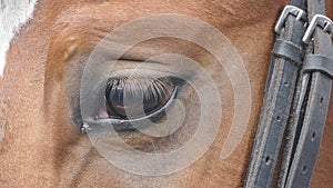 Close up view of the eye of a beautiful brown horse. Equine eye blinking. Slow motion