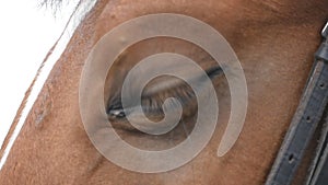 Close up view of the eye of a beautiful brown horse. Equine eye blinking. Slow motion