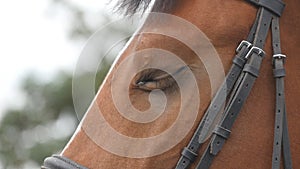 Close up view of the eye of a beautiful brown horse. Equine eye blinking. Slow motion