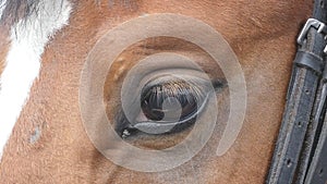 Close up view of the eye of a beautiful brown horse. Equine eye blinking. Slow motion