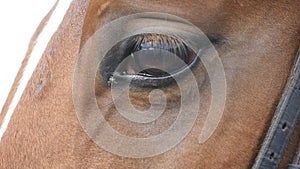 Close up view of the eye of a beautiful brown horse. Equine eye blinking. Slow motion