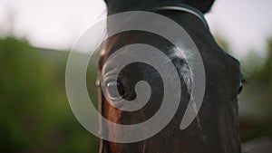 Close up view of the eye of a brown horse. Slow motion