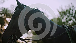 Close up view of the eye of a brown horse. Slow motion