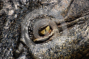 Close up view of the eye of a crocodile.