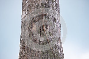 Close up view f a small lizard with a long tail sits on the trunk of a tree, blue sky on the background