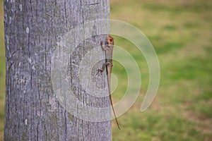 Close up view f a small lizard with a long tail sits on the trunk of a tree, green grass in the background