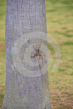 Close up view f a small lizard with a long tail sits on the trunk of a tree, green grass in the background