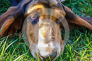 Close up view of the face of a Basset Hound dog lying on the green grass.