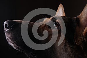 Close-up of a face black german shepherd in profile on black background