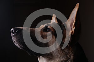 Close-up of a face black german shepherd in profile on black background