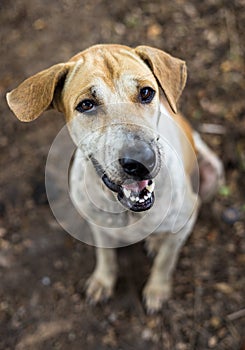 A close-up view of the face of a starving brown-and-white Thai dog sitting