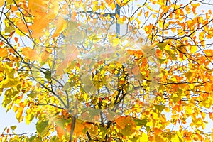 Close up View of Fall Colorful Leaves