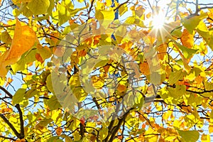 Close up View of Fall Colorful Leaves