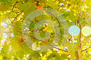 Close up View of Fall Colorful Leaves