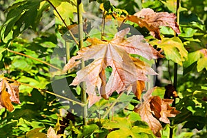 Close up View of Fall Colorful Leaves