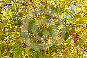 Close up View of Fall Colorful Leaves