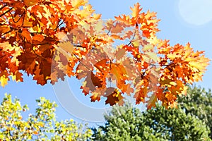 Close up View of Fall Colorful Leaves