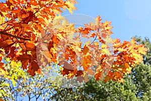 Close up View of Fall Colorful Leaves