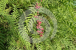 Schinus molle. California pepper tree.