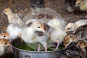 Close up view of farm birds â€“ little turkey in aviary. Raising gobbler birds in a cage
