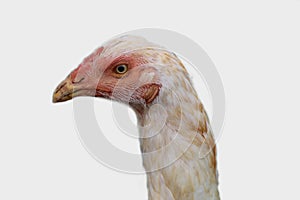 Close up view of farmed chicken in white background hd