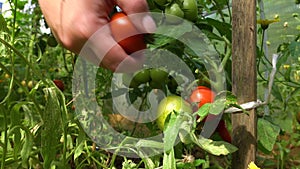Close up view of farmer hand picking fresh red tomato of the plant. Home grown vegetables
