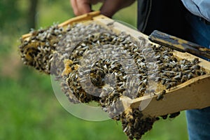 Close up view of a farmer holding frame with bees
