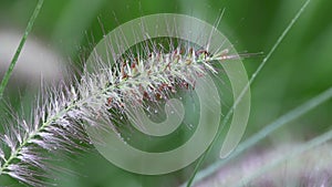 Close up view of feather grass reed wet with rain drops