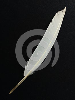 A close up view of feather of pigeon in a black background