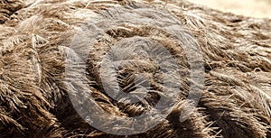 Close-up view of the feathers of an ostrich