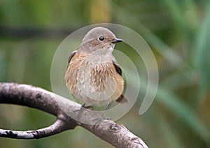 Close up view on female of The common redstart Phoenicurus phoenicurus