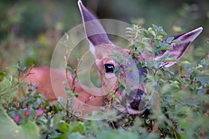 Close up view at female elk eye