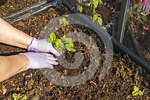 Close up view of female hands in gloves working with strawberry plants in pallet collar raised bed. Gardening concept.