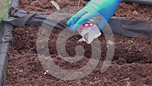 Close up view of female hands planting radish seeds from bag into ground on garden bed.