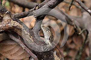 Close up view of a female oriental garden lizard 's head