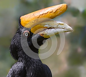 Close-up view of a female Rhinoceros hornbill