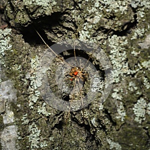 A close-up view of a female spider bearing red eggs on the bark of a birch tree